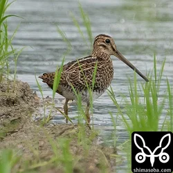 ハリオシギ幼鳥。チュウジシギもですが、成鳥より幼鳥が圧倒的に多いです。