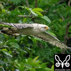 カンムリワシ