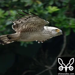カンムリワシ