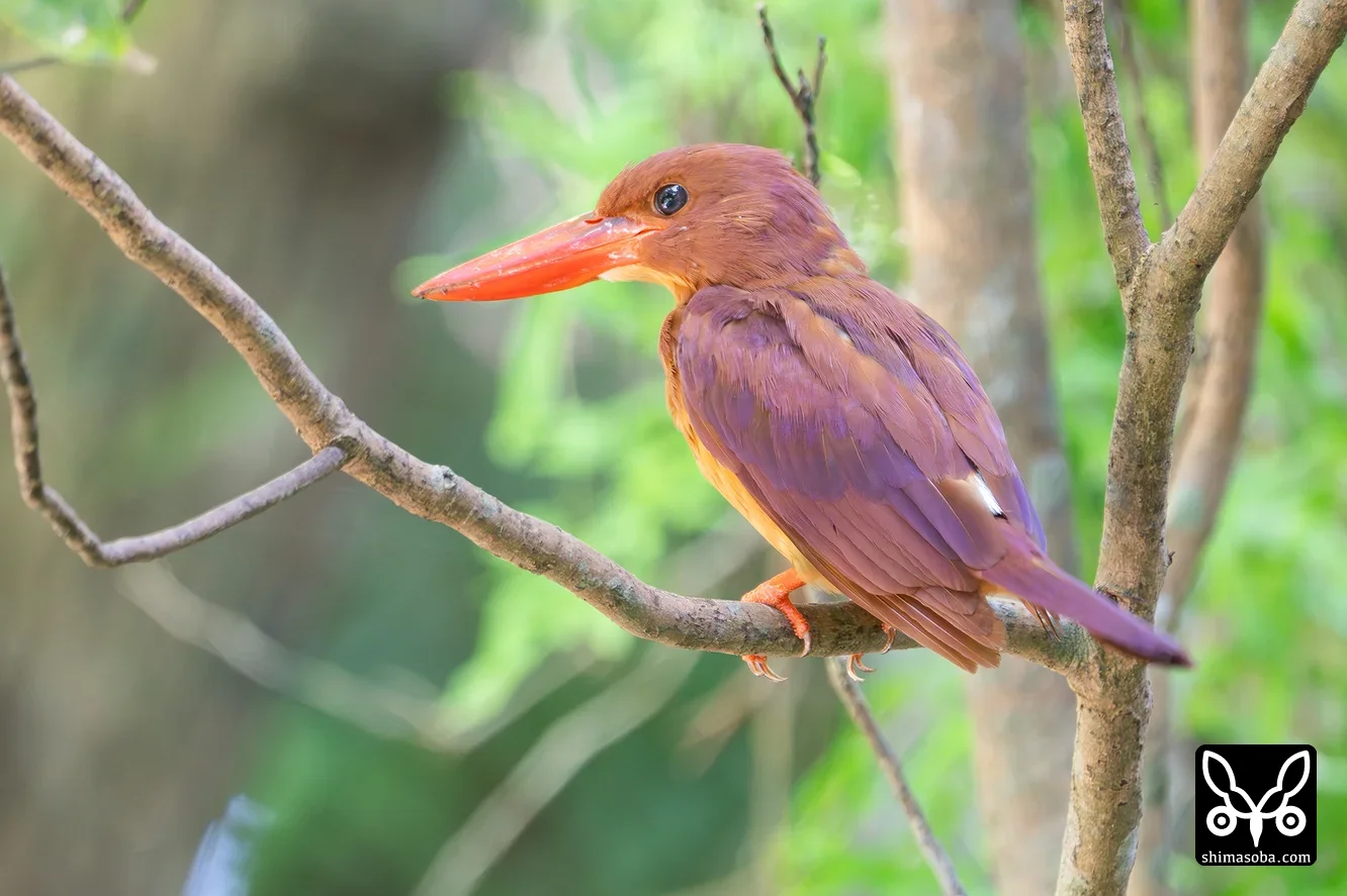 リュウキュウアカショウビン