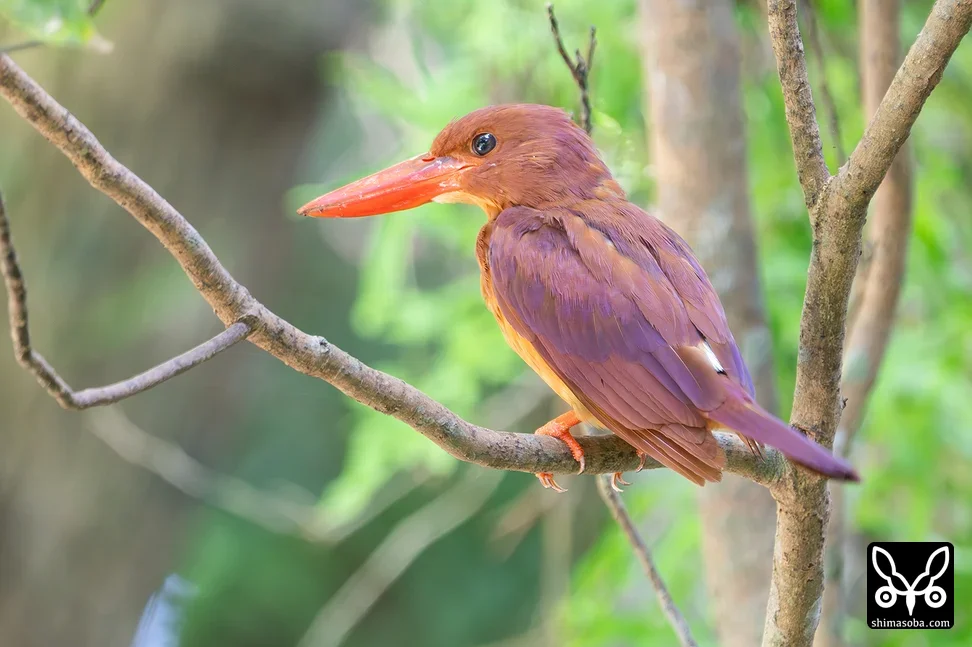 リュウキュウアカショウビン