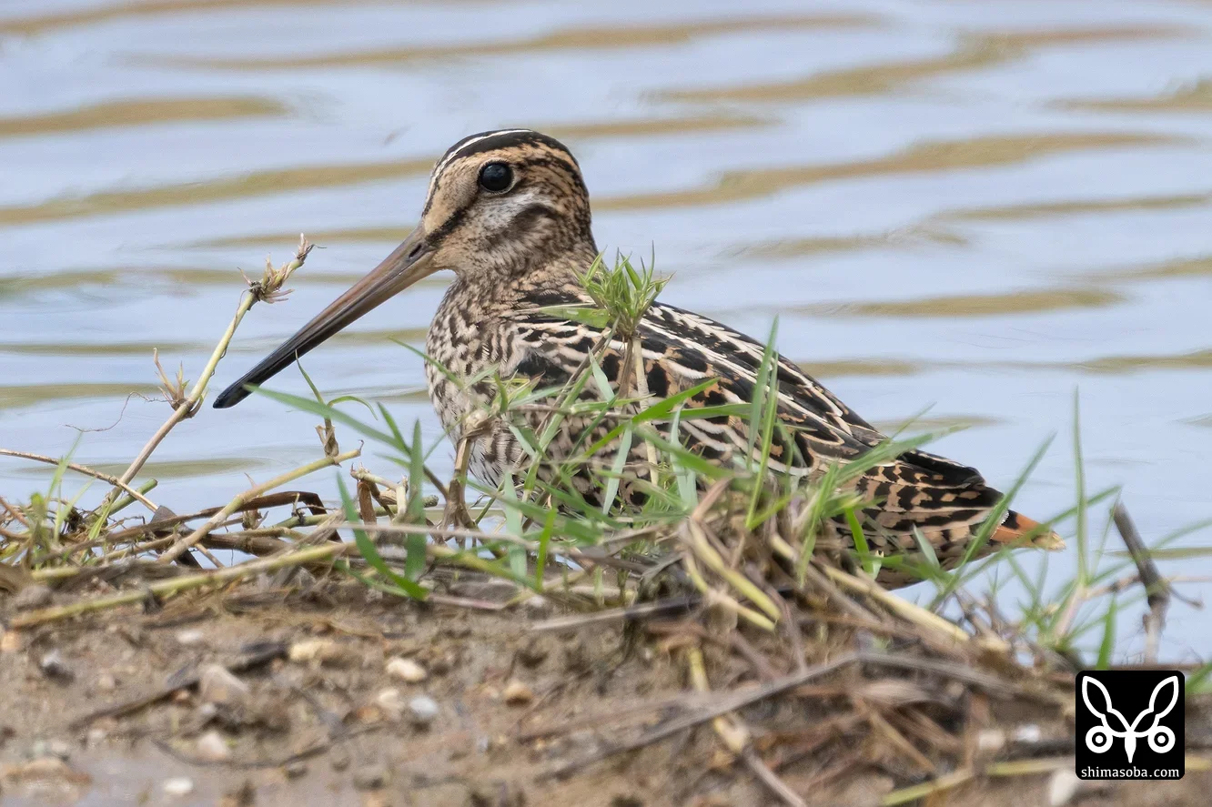 チュウジシギ