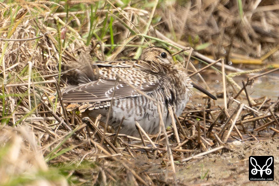 チュウジシギ