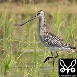 シベリアオオハシシギ飛来、エリマキシギ初認、キリアイ増加(動画あり)