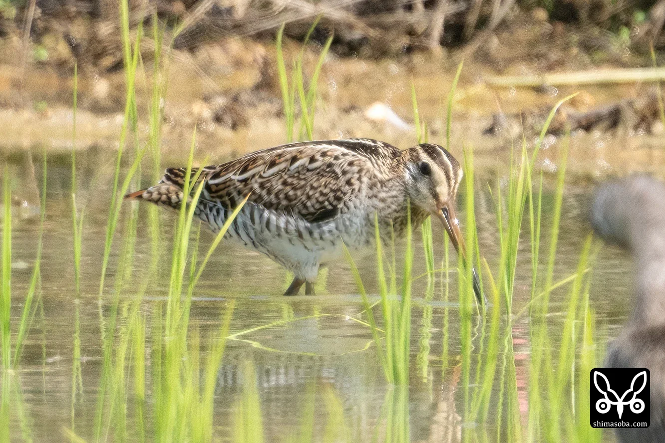 チュウジシギ