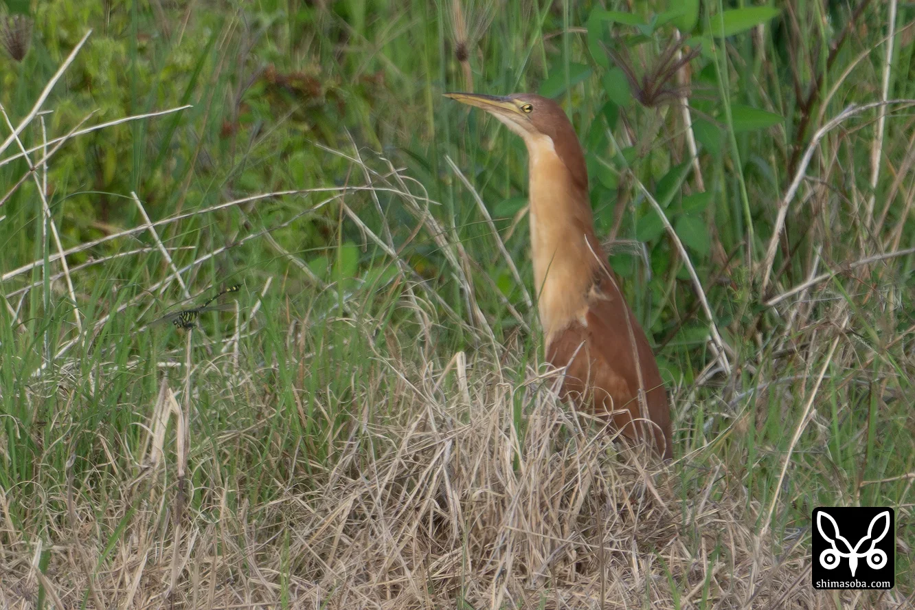リュウキュウヨシゴイ