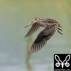 ハリオシギ、チュウジシギ、タシギ勢ぞろい!!
