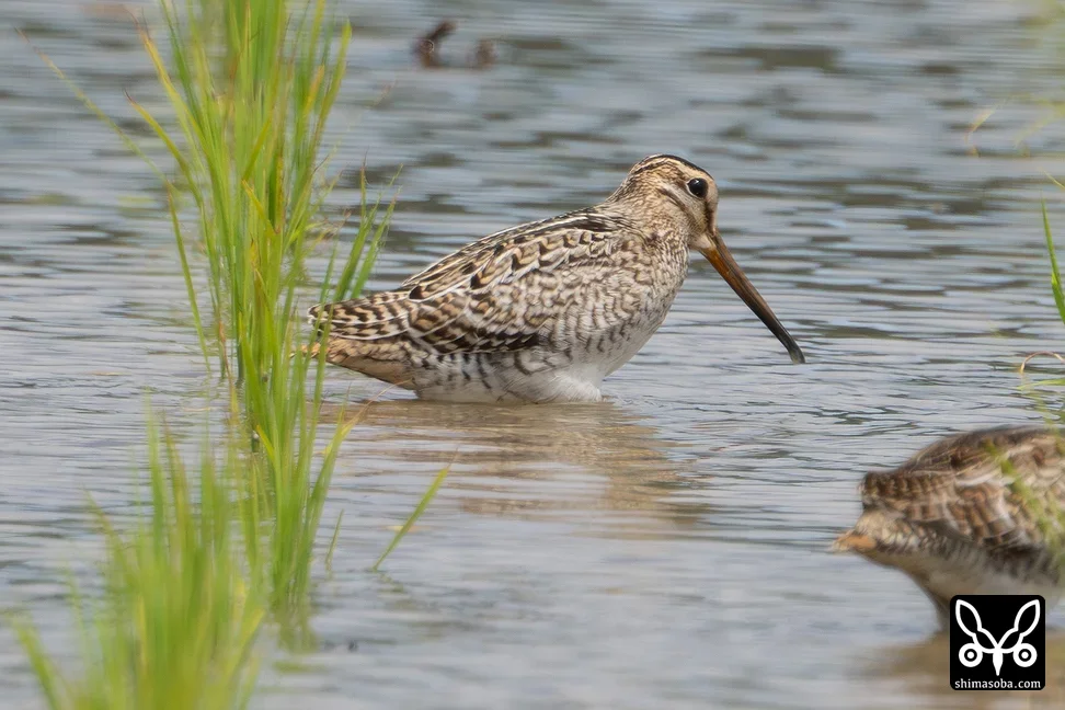 チュウジシギ