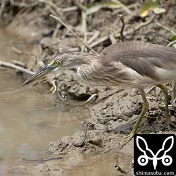 ジャワアカガシラサギ、リュウキュウヨシゴイ、ハジロクロハラアジサシほか(動画あり)