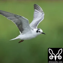 ハジロクロハラアジサシ