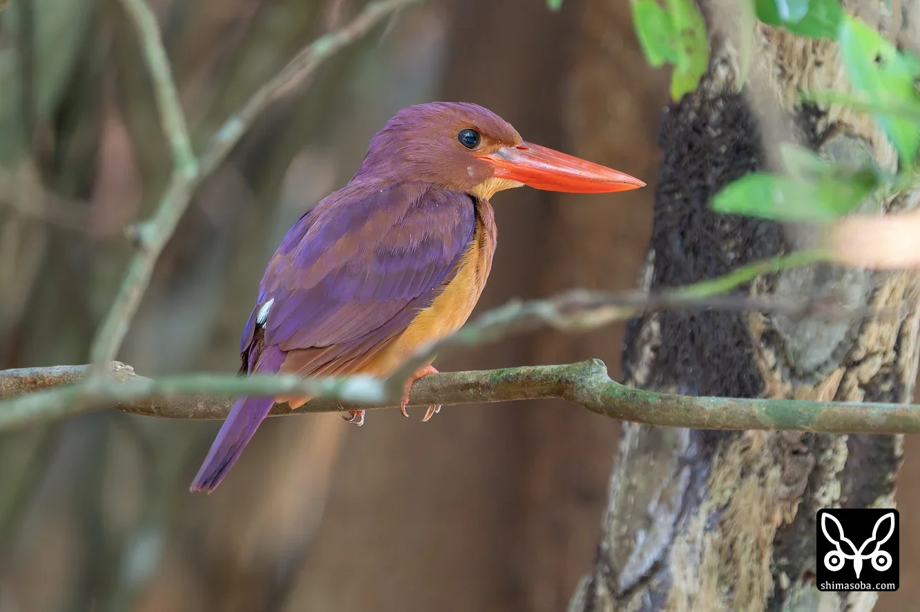 リュウキュウアカショウビン