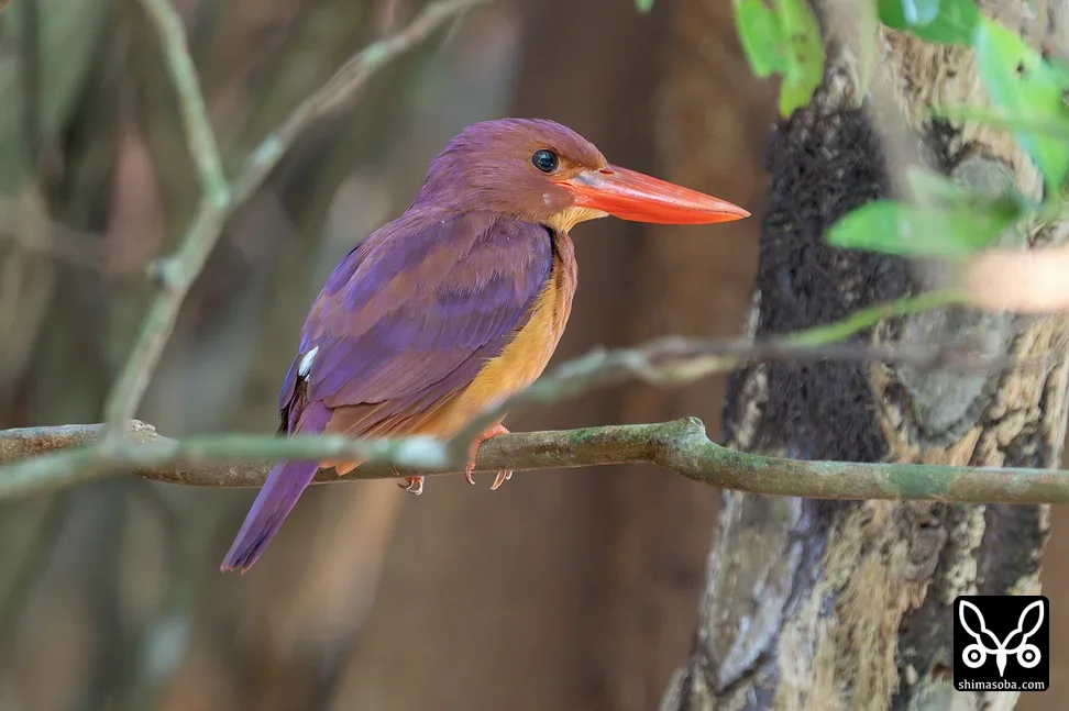 リュウキュウアカショウビン
