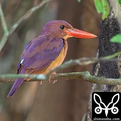 アカショウビン、キンバト(動画あり)