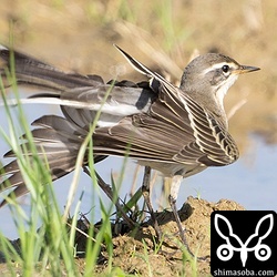 マミジロツメナガセキレイ幼鳥。