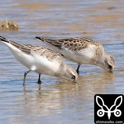 トウネン成鳥(手前)と幼鳥。