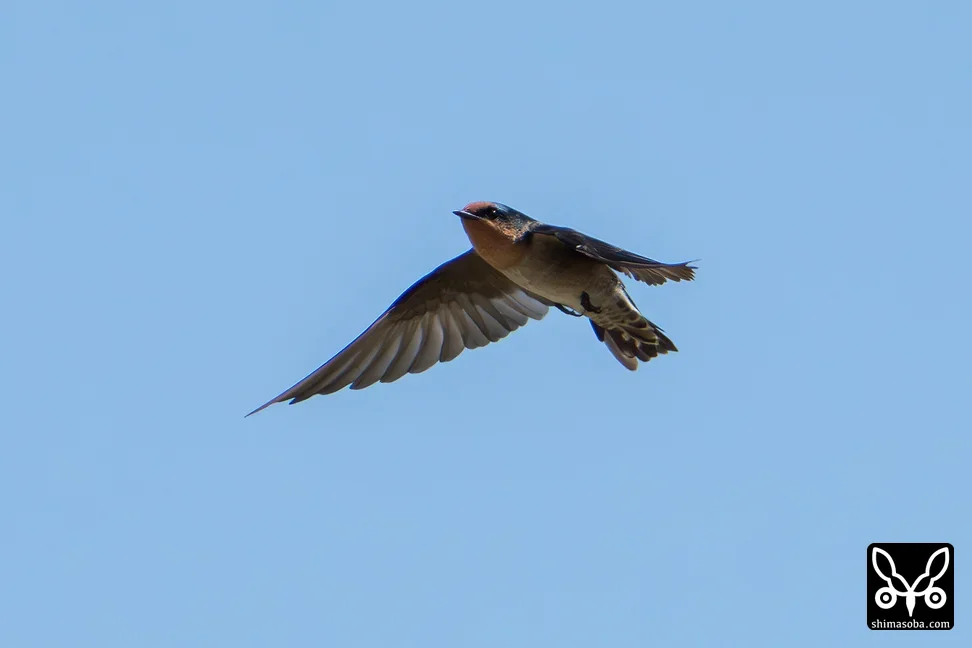 リュウキュウツバメ