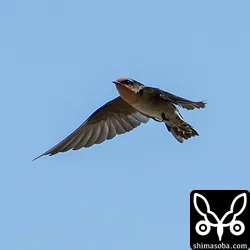 リュウキュウツバメ