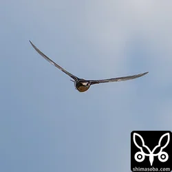 ツバメ