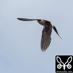 コシアカツバメ、リュウキュウツバメ、ツバメほか