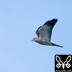 アカハラダカ成鳥オス。