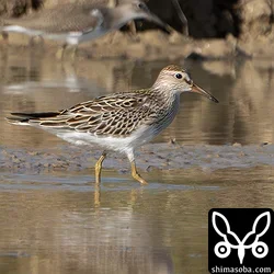 アメリカウズラシギ、ベニバト、カタグロトビほか