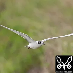 クロハラアジサシ