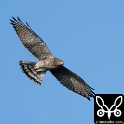 サシバのオス成鳥。
