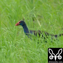 初記録のセイケイ登場!! レンカク、ジャワアカガシラサギも滞在中(動画あり)