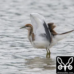 レンカク