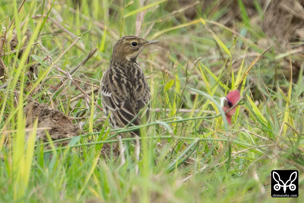 ムネアカタヒバリ