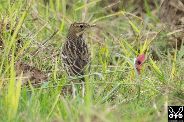 ムネアカタヒバリは数を順調に増やしています。