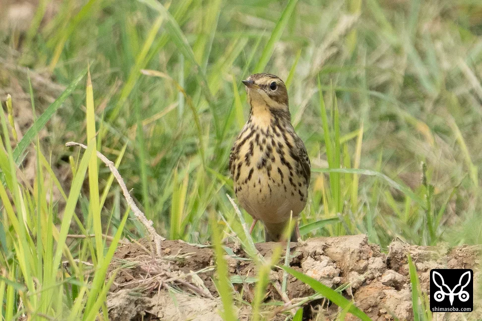 ムネアカタヒバリ
