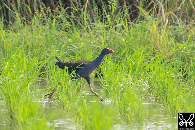 田んぼを走るセイケイ。米を食っているか、こちらの田んぼで水を飲んだり植物の茎を食うのが一日の行動です。