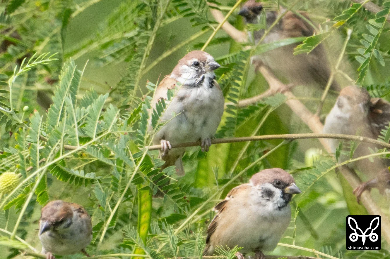 スズメ