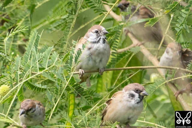 顔が部分白化したスズメ。