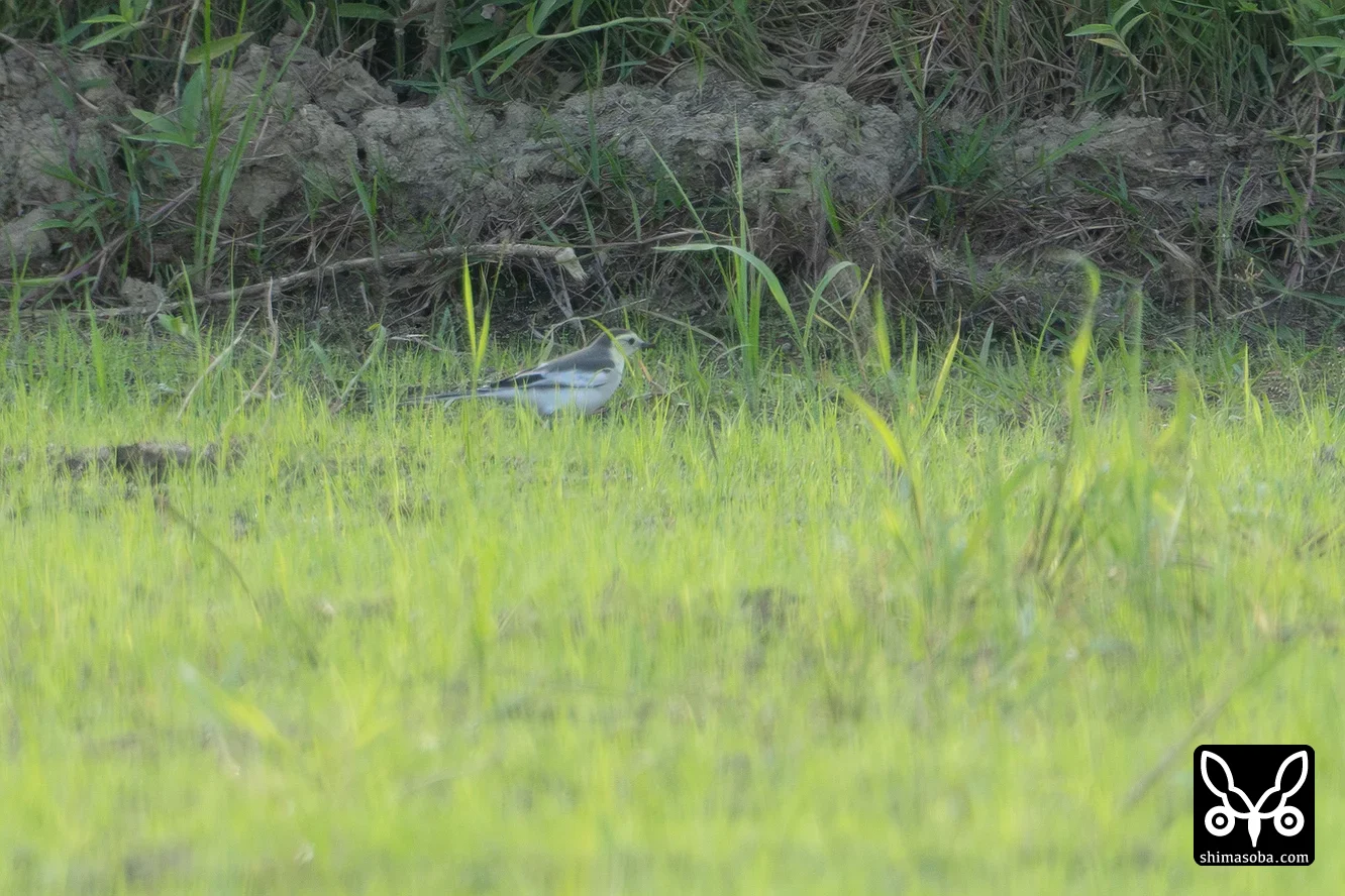 ホオジロハクセキレイ