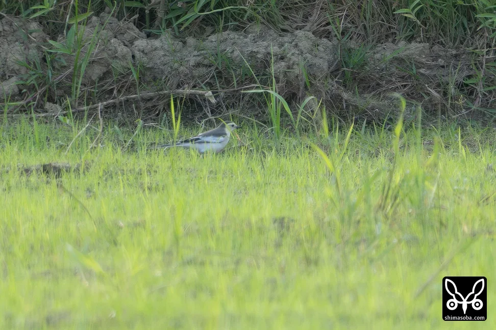 ホオジロハクセキレイ