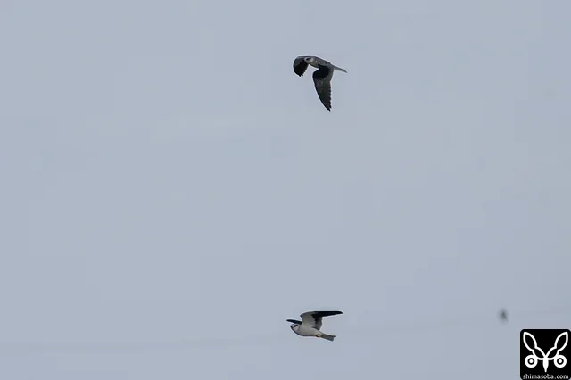ハイイロチュウヒが飛び回っていると、この田んぼを縄張りとするカタグロトビの親子がスクランブル発進していました。上の個体が幼鳥で下が親鳥。