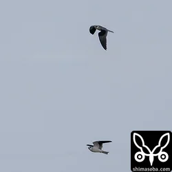カタグロトビ