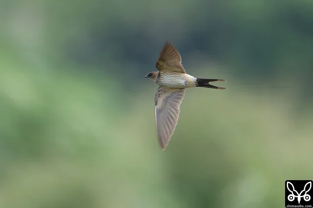 コシアカツバメ幼鳥。10羽程度の群れが田んぼを飛び回っていました。