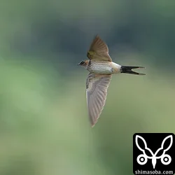 コシアカツバメ幼鳥。10羽程度の群れが田んぼを飛び回っていました。