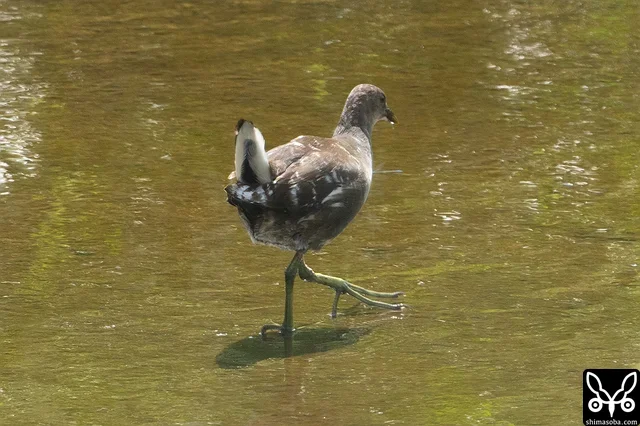 部分白化のバン幼鳥。