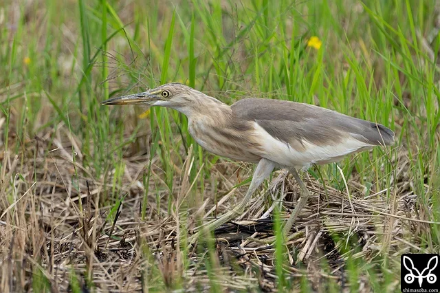 ジャワアカガシラサギは、アマサギやチュウダイサギの群れの周りでトンボやバッタを食っていた。
