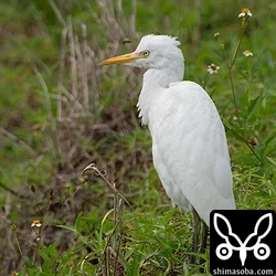 アマサギ