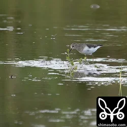 オジロトウネンは少ないですが、こちらも逗留中。