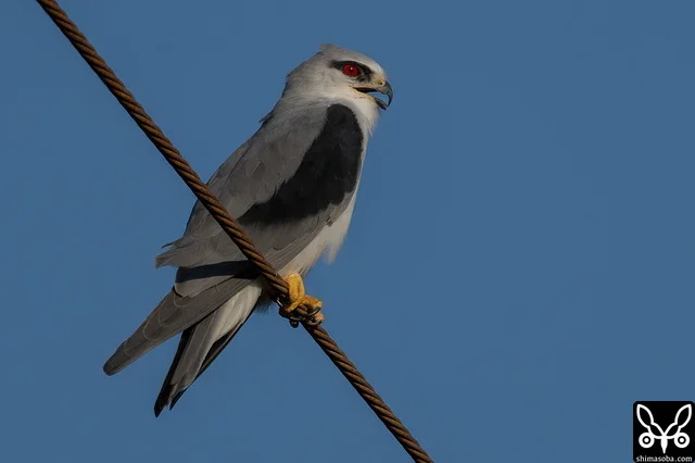 カタグロトビ成鳥。ペアと思われる2羽で電線に止まっていた。ここの個体は、車やバイクが通ったぐらいでは逃げないようになりました。
