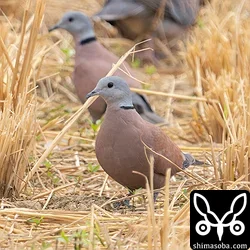 ベニバト、カタグロトビ、カンムリワシほか