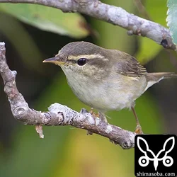 コムシクイ
