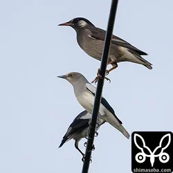カラムクドリ