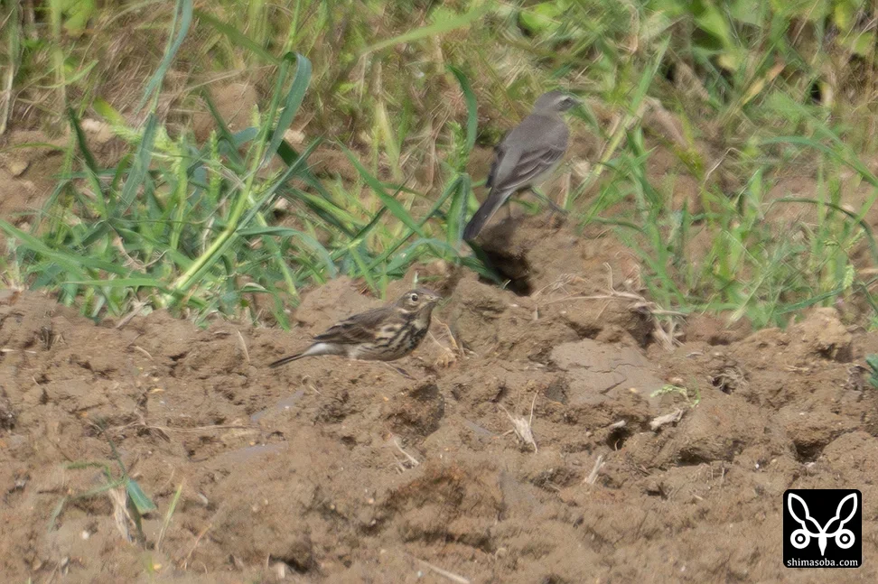 タヒバリ